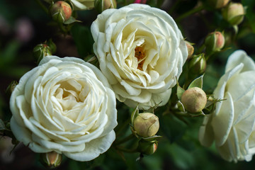 White rose flower blooming isolated from green leaves plant growing in garden