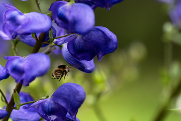 Aconitum Napellus, known as, monk`s-hood, is a species of flowering plant in the genus Aconitum of the family Ranunculaceae.