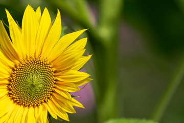 Bright yellow flower of a sunflower in the garden.