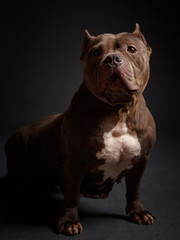 Dog breed American pit bull terrier. Dark background.