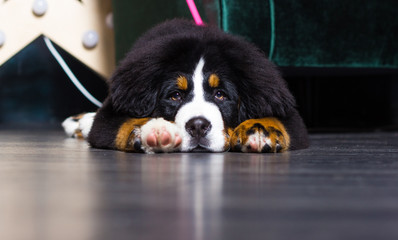 face, closeup, sad, bernese mountain dog, lying, head, beautiful, berner, dog, animal, puppy, cute,...