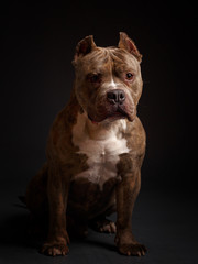 Dog breed American pit bull terrier. Dark background.