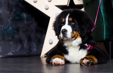 Bernese Mountain Dog puppy lies on the floor