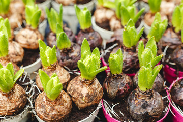 Hyacinths growing in pots. Hyacinth bulbs with fresh leaves at farmers gardening market. Floriculture for Home and garden decor in winter and spring. spring bulbous flowers in flower transplanting