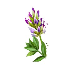 Yashtimadhu - Glycyrrhiza glabra ayurvedic herb, blossom. digital art illustration with text isolated on white. Healthy organic spa plant used in treatment, preparation medicines for natural usages.