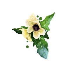 Khurasani ajwain - Hyoscyamus niger ayurvedic herb, blossom. digital art illustration with text isolated on white. Healthy organic spa plant used in treatment, preparation medicines for natural usage - obrazy, fototapety, plakaty