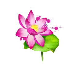 Pankaj - Lotus or Nelumbo nucifera ayurvedic herb, flower. digital art illustration with text isolated. Healthy organic spa plant widely used in treatment, for preparation medicines for natural usages