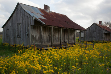 Old Louisiana Slave Quarters with Yellow Flowers