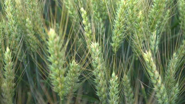 Wheat green needles of a tree