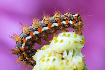 Colorful caterpillar, Papilio machaon, in natural landscape.