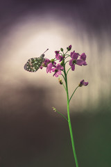 Joli papillon aurore sur une fleur