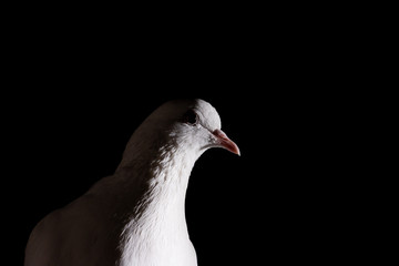 white pigeon close up in the dark
