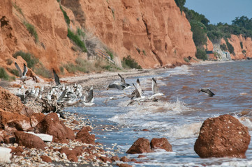 Seaside coastal clayey soil erosion with seagulls flying