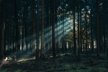Morning sunlight shines through deep pine tree forests in Lüneburg Heide woodland in Germany