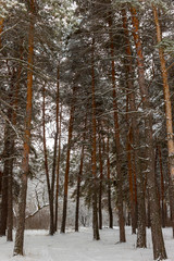 winter forest, tall pines with fluffy branches covered with snow, pine forest