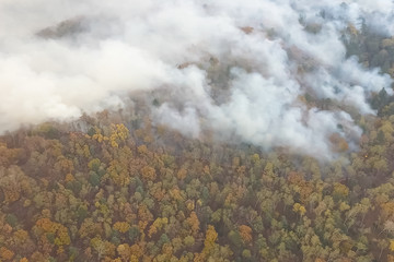 Fire in the forest, burning trees and grass. Natural fires