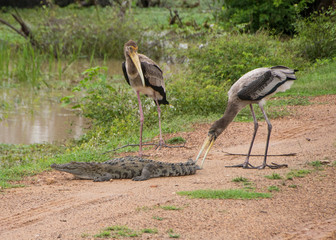 Fototapeta premium Yala National PArk