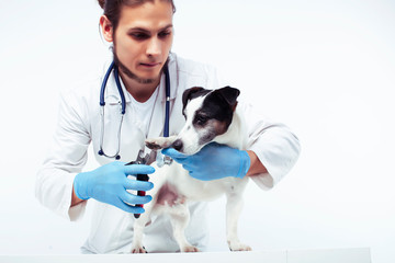 young veterinarian doctor in blue gloves examine little cute dog jack russell isolated on white background, animal healthcare concept