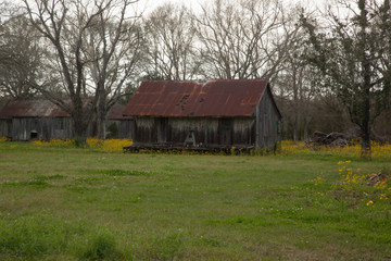 Old Louisiana Slave Quarters with Yellow Flowers