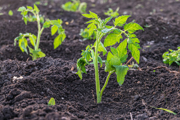 Planted fresh tomato seedlings in vegetable garden
