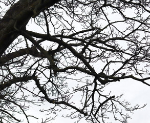 Bare tree branches silhouetted against the sky