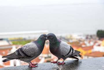 pair of pigeons flirting on the windowsill