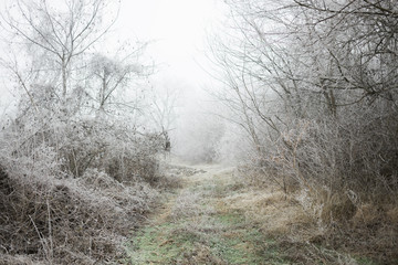Path through the frosted forest in winter time