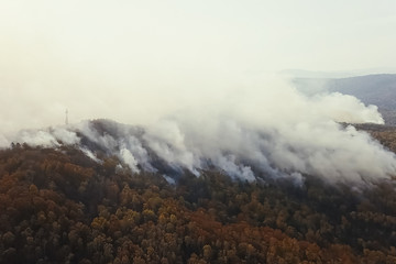 Fire in the forest, burning trees and grass. Natural fires
