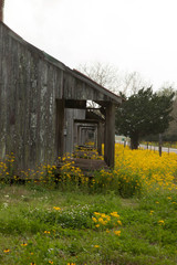 Old Louisiana Slave Quarters with Yellow Flowers