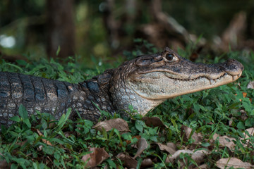 Portrait of alligator in Costa Rica River
