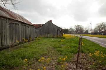 Fototapeta na wymiar Old Louisiana Slave Quarters with Yellow Flowers