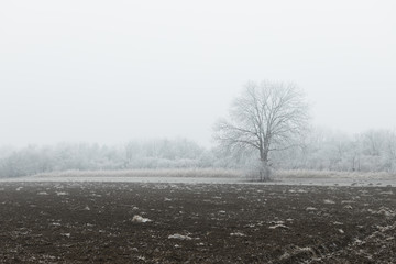 Frosted field in a misty winter morning
