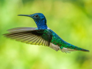  beautiful hummingbird in the forest of Colombia.