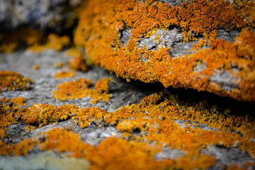 lichens