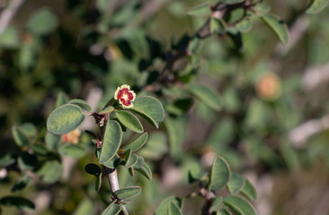 Euphorbia misera or cliff spurge, cute looking little bushy plant of California