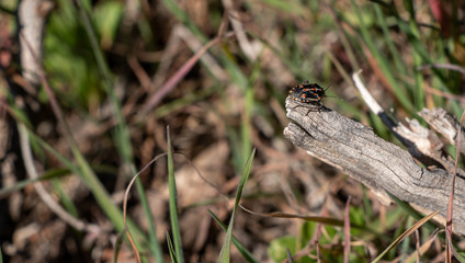 Bagrada bug is a threat to crucifers crops and for wild species of america