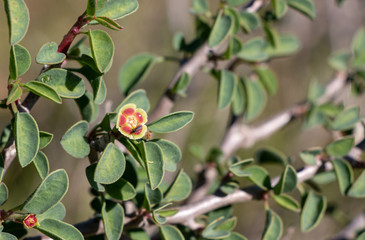Euphorbia misera or cliff spurge, cute looking little bushy plant of California