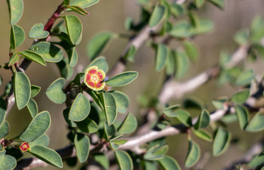 Euphorbia misera or cliff spurge, cute looking little bushy plant of California