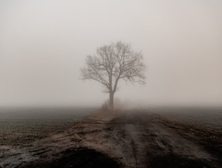 lonely tree by the road and field during fog