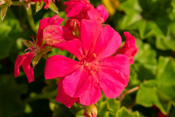 pink flower in the garden