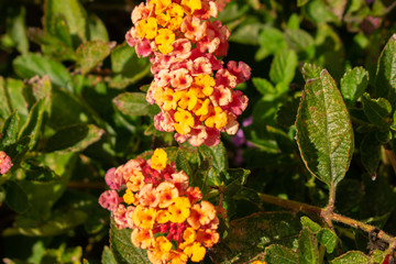  flowers in the garden