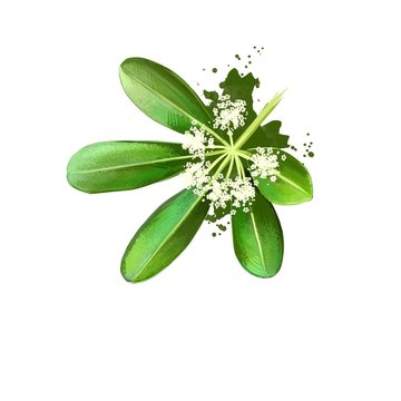 Chitvan - Alstonia scholaris ayurvedic herb, flower. digital art illustration with text isolated on white. Healthy organic spa plant widely used in treatment, preparation medicines for natural usages.