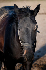 Fototapeta premium Detail of horse head black.