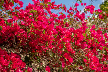 red flowers in the garden