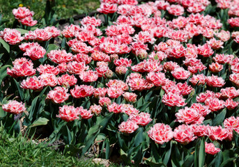 Field of pink tulips with selective focus. Spring, floral background. Garden with flowers. Natural blooming.
