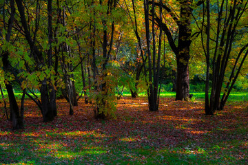 Plakat forest glade at the very beginning of autumn