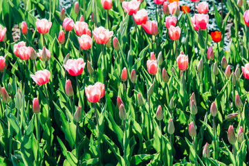 Field of pink tulips with selective focus. Spring, floral background. Garden with flowers. Natural blooming.