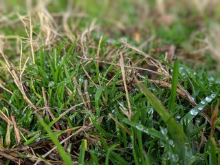 Dew on grass