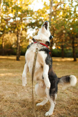 Portrait of gorgeous dog breeds husky in summer day