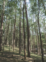 pine forest in Doi Inthanon National Park , Thailand